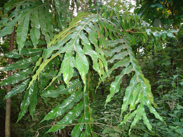 Cây bàn tay ma có tác dụng gì mà ít người biết?